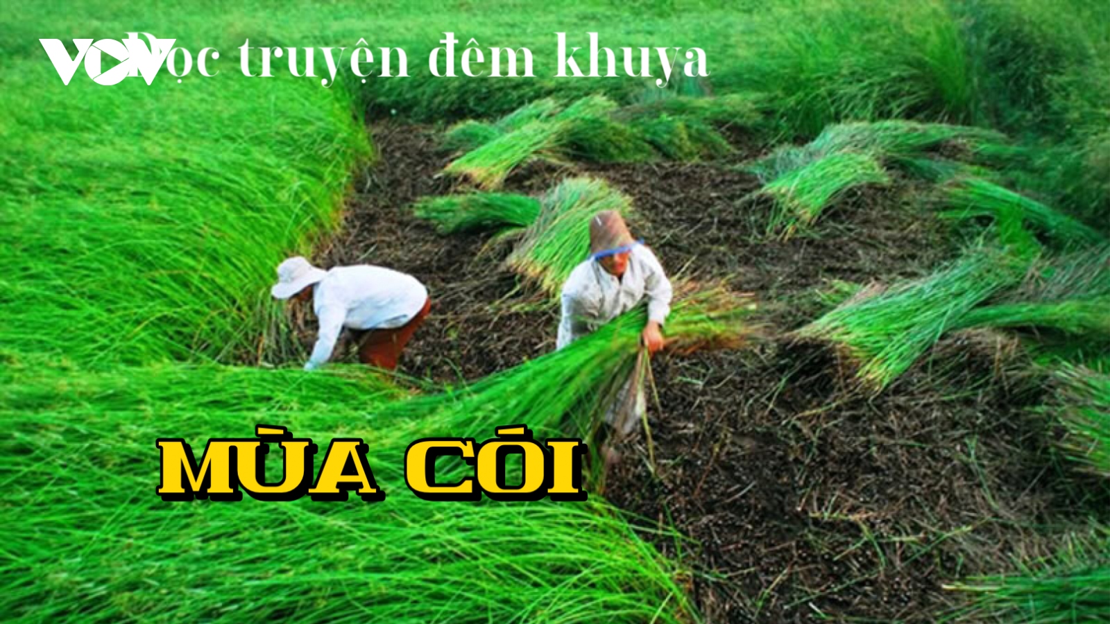 Truyện ngắn "Mùa cói" - mùa của tình thân, tình yêu thương